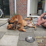 lekker bijten in elkaar... enig