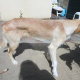 Foto van delilah, (mede)baasje van drum