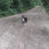 In de bossen