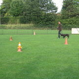 Examen puppycursus - Volgen.