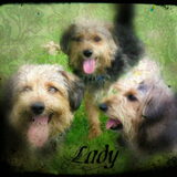 lady bewerkt