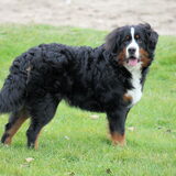 max 7.5 maanden