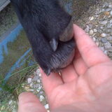 Lief