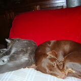 Liefde is... Samen slapen!