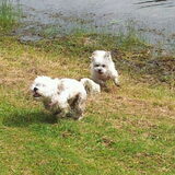 Kylie aan het spelen met izzy