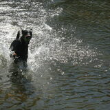 Luna speelt graag in het plas met haar bal.