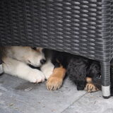 Akita pup samen met Hovawart pup!