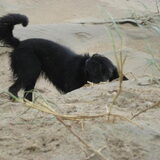 Ivy begraaft haar bal op het strand