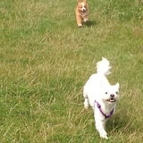 samen met Sandy rennen