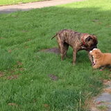 Jinx de hond van me tante en Diva