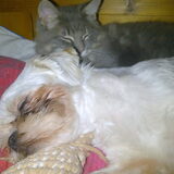 Samen Slapen