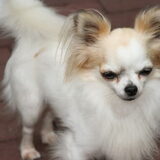 Foto van chihuahua's