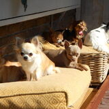 Foto van chihuahua's