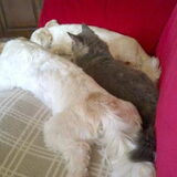 Forever Friends