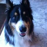 Foto van Mopske & Grappa