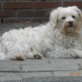 Jessie