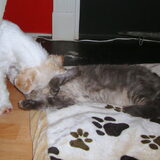 Spelen