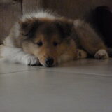 Foto van Lien, Luca† en Wifi  /wi:fi:/