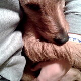 Met het vrouwtje knuffelen