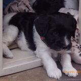 Bella :D Precies de pup waarvan ik vanaf de eerste foto had gehoopt dat…