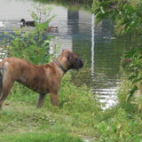 6 maanden