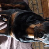 Diesel de Rottweiler