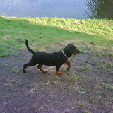 Diesel als pup. Wat loopt ie mooi :-)