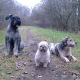 Heerlijk in het bos wandelen.