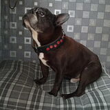 Spike morgen 12 jaar deze foto is genomen 1 dag voor zijn 12de…