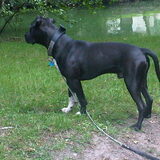 Foto van Gerry bazin van Dusty