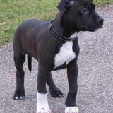 PUPPY DUSTY