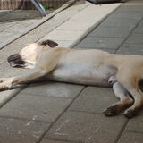 Lekker lui met zn snoet in de zon ;)