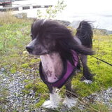 Koppie in de wind