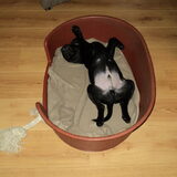Even relaxen... (op deze foto ben ik 11 weken oud)