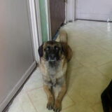 zo lief