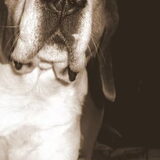 Bilbo, was een prachtig hondje met een heel lief en mysterieus…