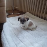 minou is hier de eerste dag bij ons net 7 weekjes.