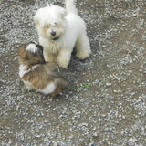 Foto van anja baasje van rambo  simba †