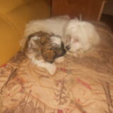 Foto van anja baasje van rambo  simba †