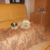 Foto van anja baasje van rambo  simba †
