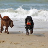 Bazil en Foche genieten van de zee .