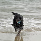 Bazil geniet van de zee .