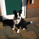 Heel lief en zeer inteligent
