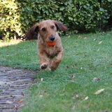 Rennen in de tuin