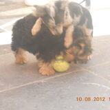 Foto van Chantal,Bink,Fleur,Fee en Lieke