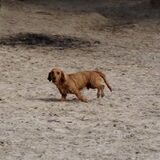 Duinen