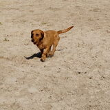Duinen