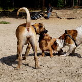 Duinen
