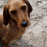 Duinen