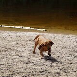 Duinen